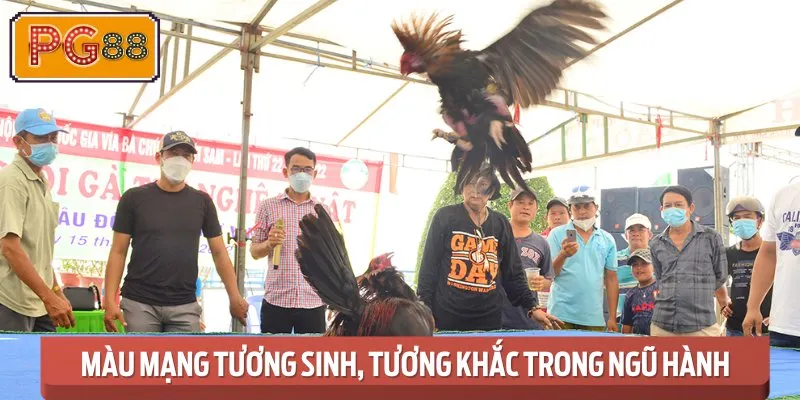 Các màu mạng tương sinh và tương khắc mà sư kê buộc phải nhớ